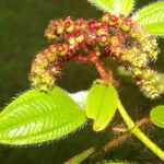 Miconia lacera Leaf