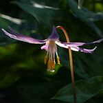 Erythronium revolutum Цветок