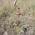 Asclepias viridiflora Агульны выгляд