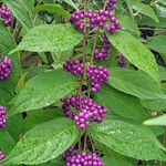 Callicarpa americana Φρούτο