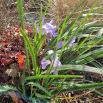 Iris unguicularis عادت داشتن