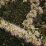 Zygia longifolia Fruit