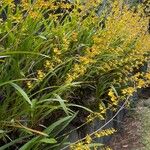 Oncidium sphacelatum Квітка