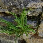 Asplenium trichomanes葉