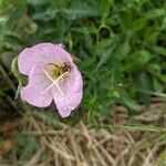 Oenothera speciosaFlower