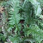 Polystichum aculeatum 形態