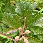 Cochlospermum planchonii Leaf