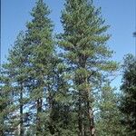 Pinus ponderosa Habitatea