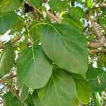 Cordia myxa Leaf