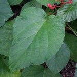 Clerodendrum speciosissimum Feuille