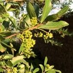 Elaeodendron transvaalense Flower