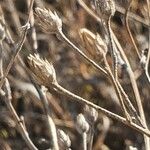 Gutenbergia rueppellii Fruto
