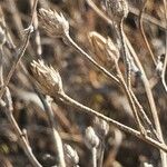 Gutenbergia rueppellii Fruit