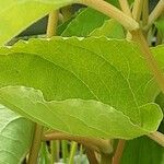 Saururus cernuus Leaf