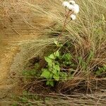 Ageratina prunellifolia Хабит