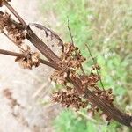 Rumex confertus Frukto