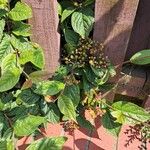 Cotoneaster bullatus Leaf