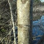 Alnus glutinosa Ŝelo