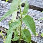 Scutellaria lateriflora Leaf