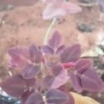 Oxalis hedysaroidesЛист