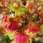 Kalanchoe miniata Flower