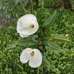 Zantedeschia aethiopica Blüte