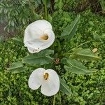 Zantedeschia aethiopicaBlomst