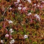 Vaccinium microcarpum Habitus