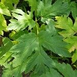 Heracleum maximum Hoja