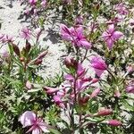 Epilobium dodonaeiFlor