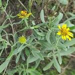 Borrichia frutescens Leaf