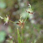 Luzula pilosa Habit