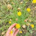 Centaurea orientalis Kwiat