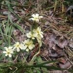 Sisyrinchium striatum Flower