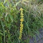 Verbascum nigrumBlüte