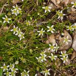 Moehringia ciliata Flower