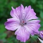 Geranium nodosumVirág