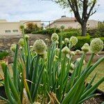 Allium fistulosum Foglia