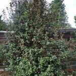Quercus alnifolia Хабит