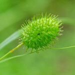 Carex squarrosa ফল