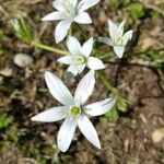 Ornithogalum gussonei Floare