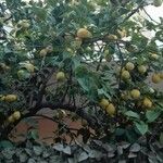 Citrus × limon Meyve