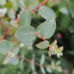 Eucalyptus gunnii Leht