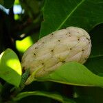 Magnolia tripetala Fuelha