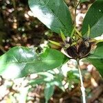 Coffea mannii Plod