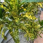 Codiaeum variegatum Blatt