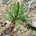 Pinus roxburghii List