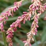 Persicaria lapathifoliaFleur