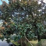 Magnolia grandiflora Natur