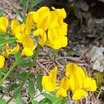 Hippocrepis comosa Blüte